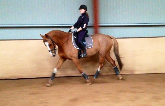 Dansk Varmblod Imagine My Heart Z [Låner] billede 21