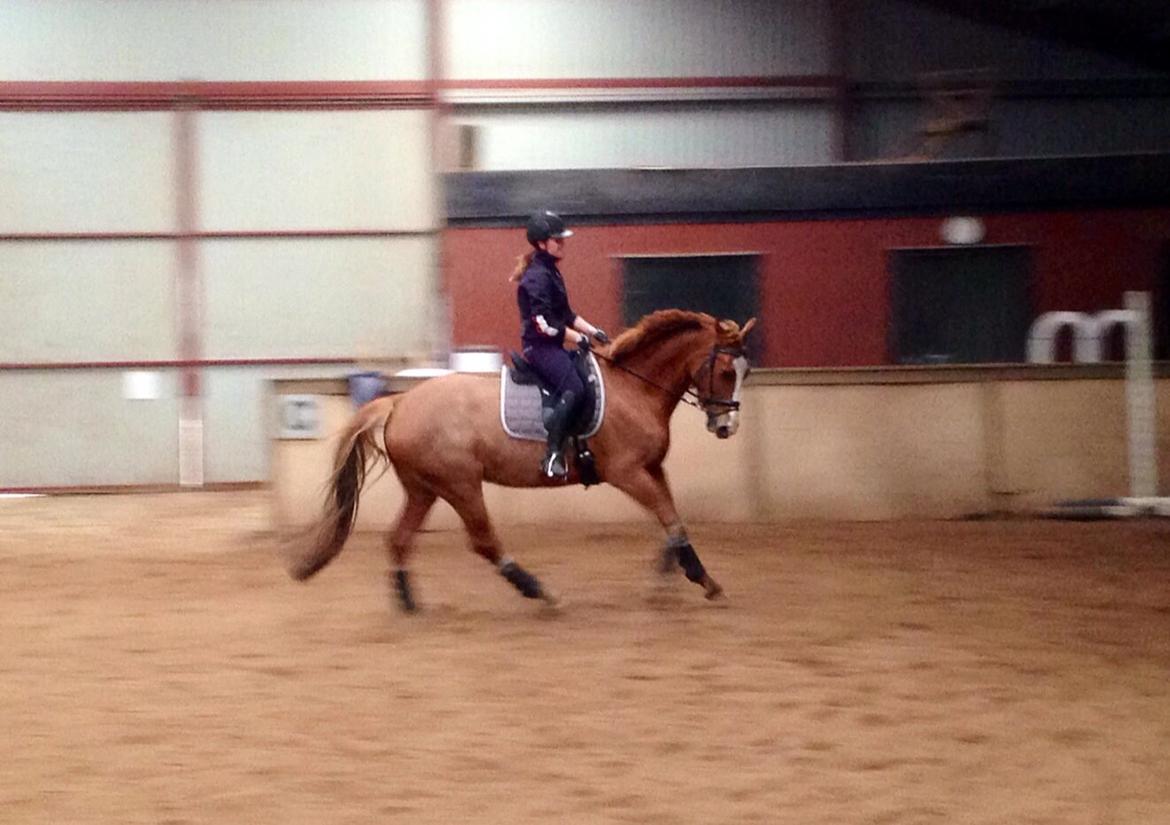 Dansk Varmblod Imagine My Heart Z [Låner] billede 22