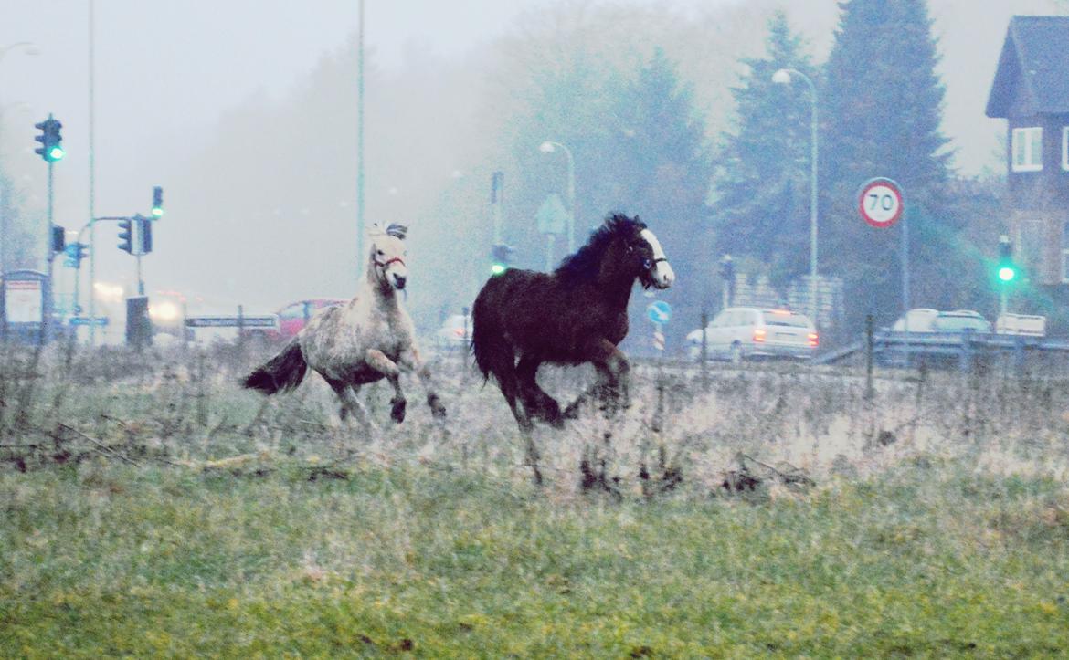 Irish Cob Zooey  billede 10