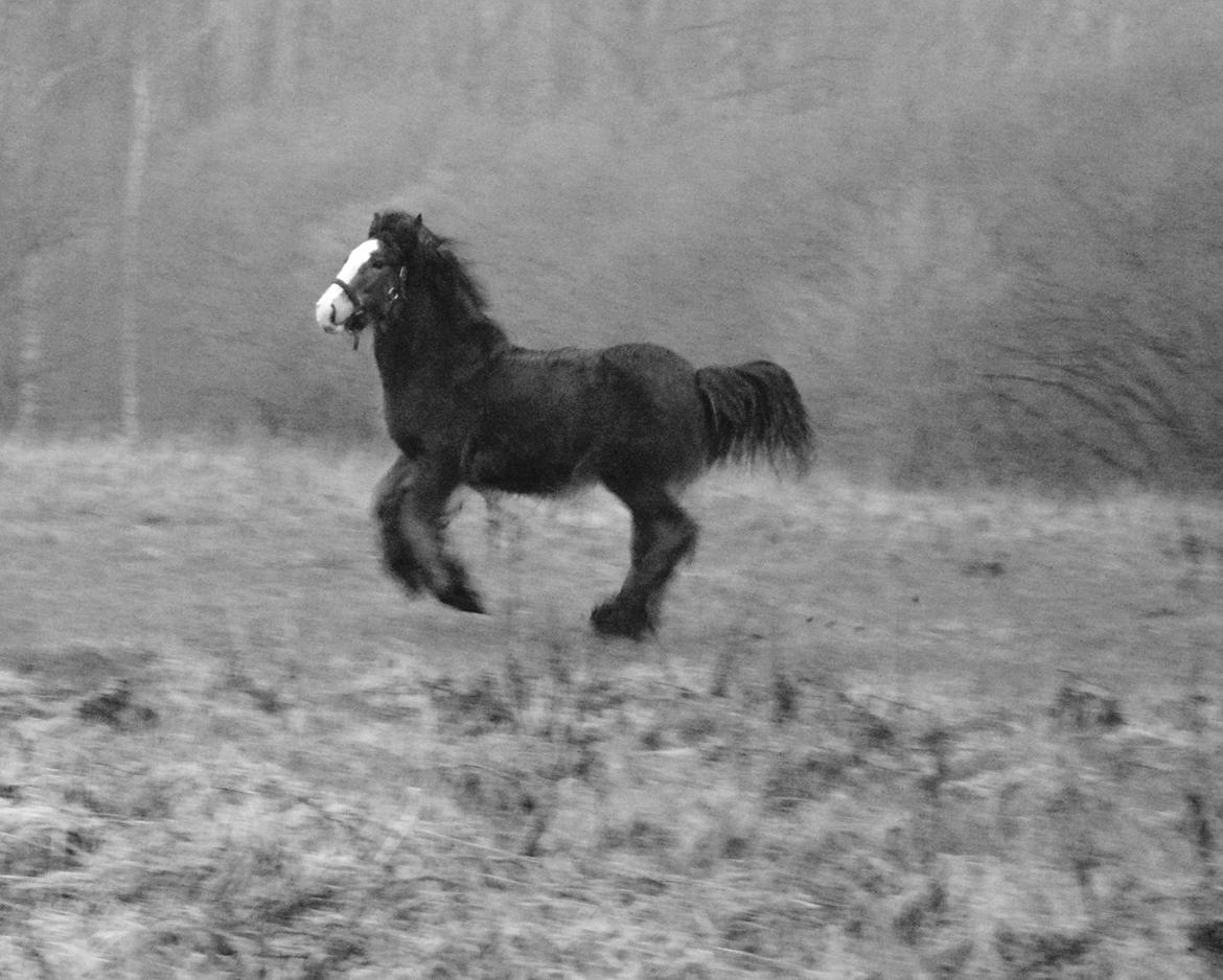 Irish Cob Zooey  billede 17