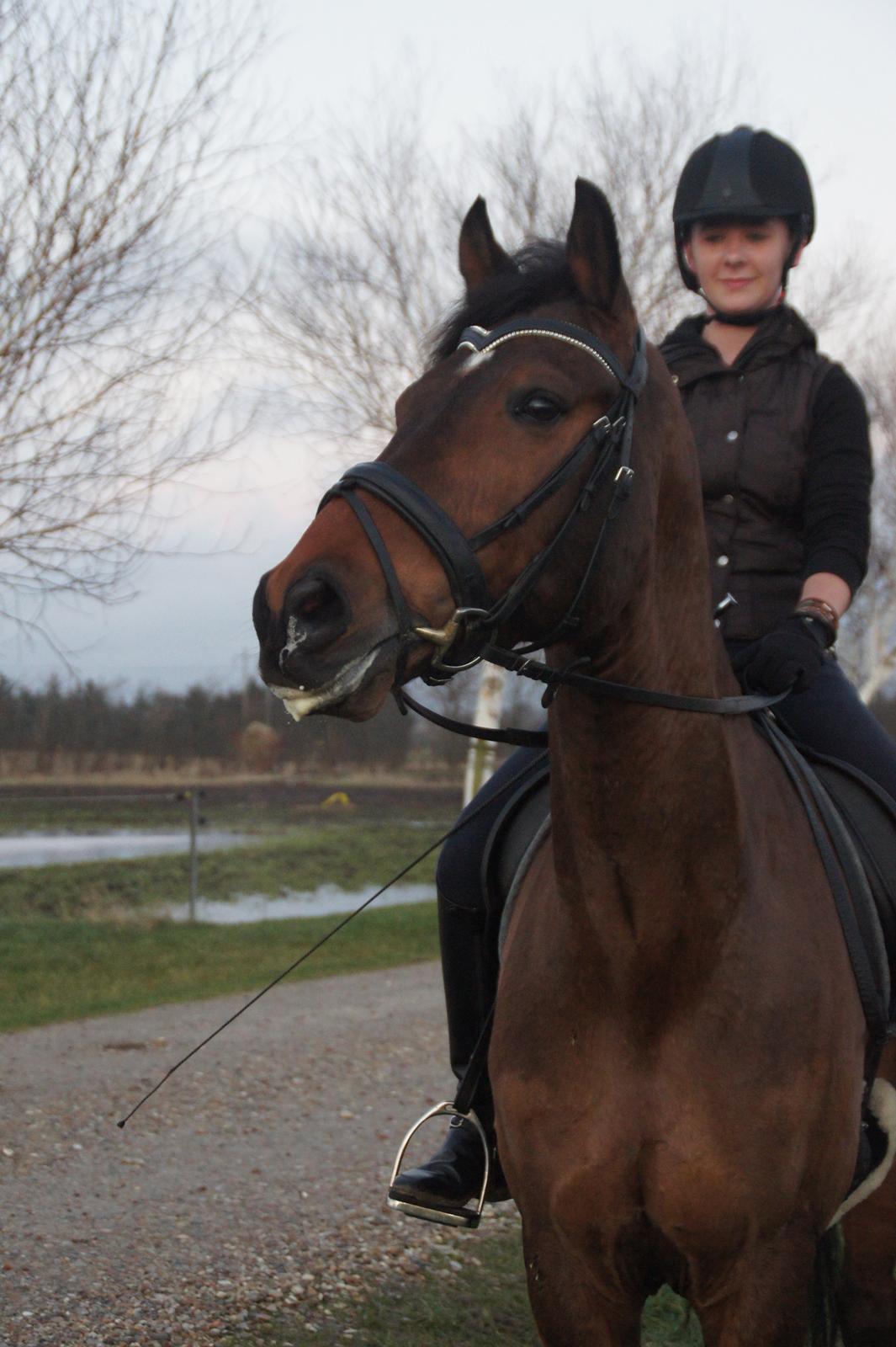 Dansk Varmblod Loui billede 1