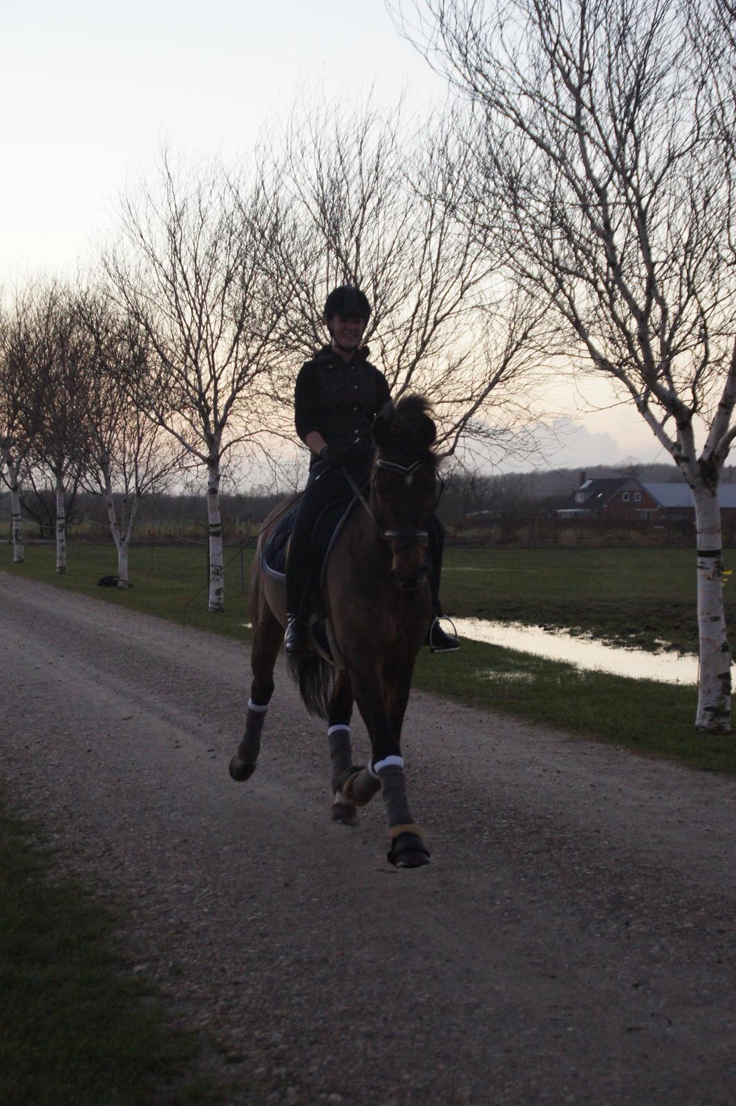 Dansk Varmblod Loui billede 3