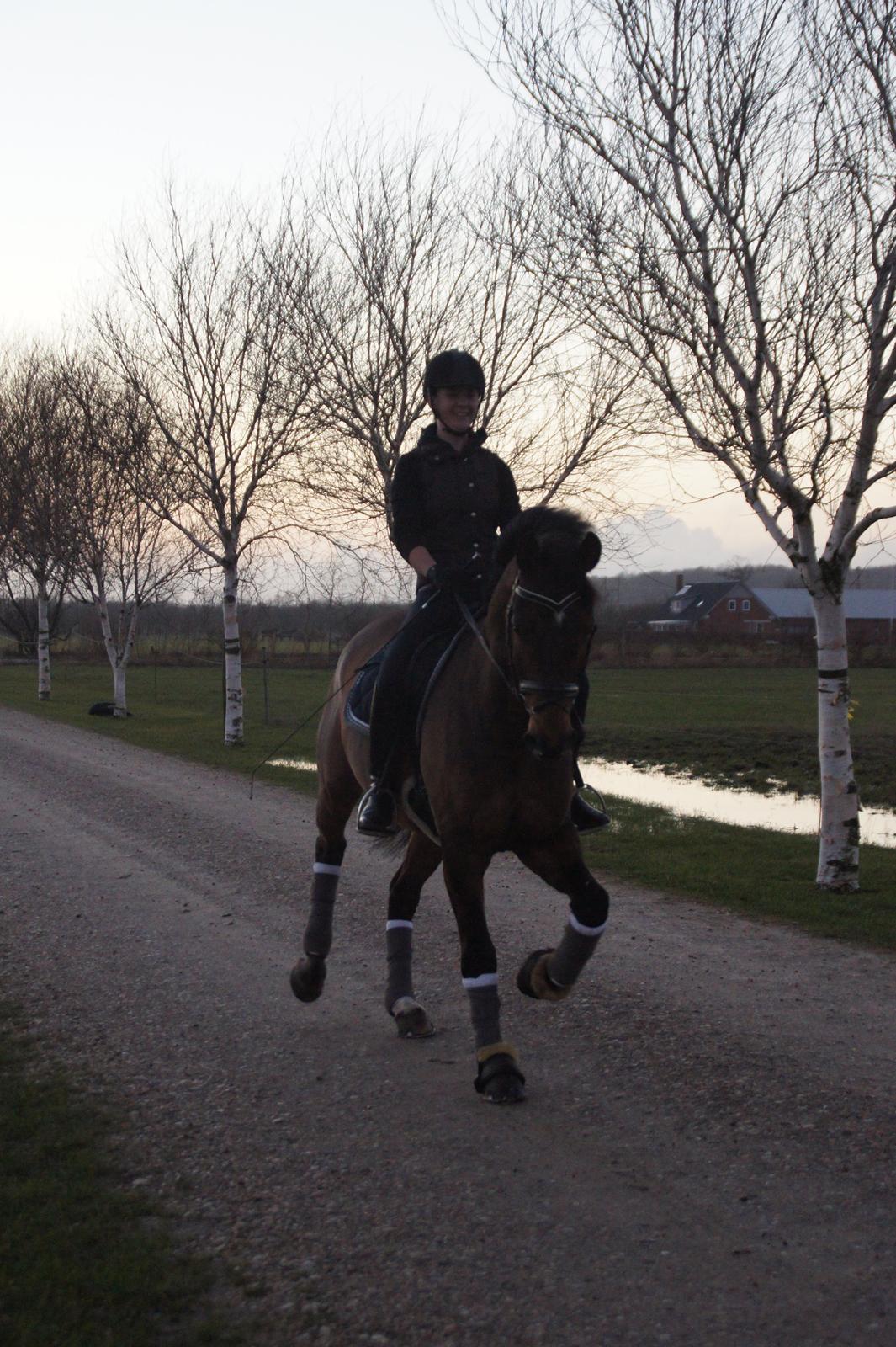 Dansk Varmblod Loui billede 4