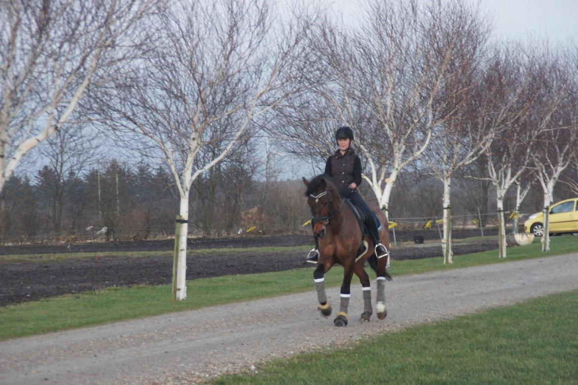 Dansk Varmblod Loui billede 5