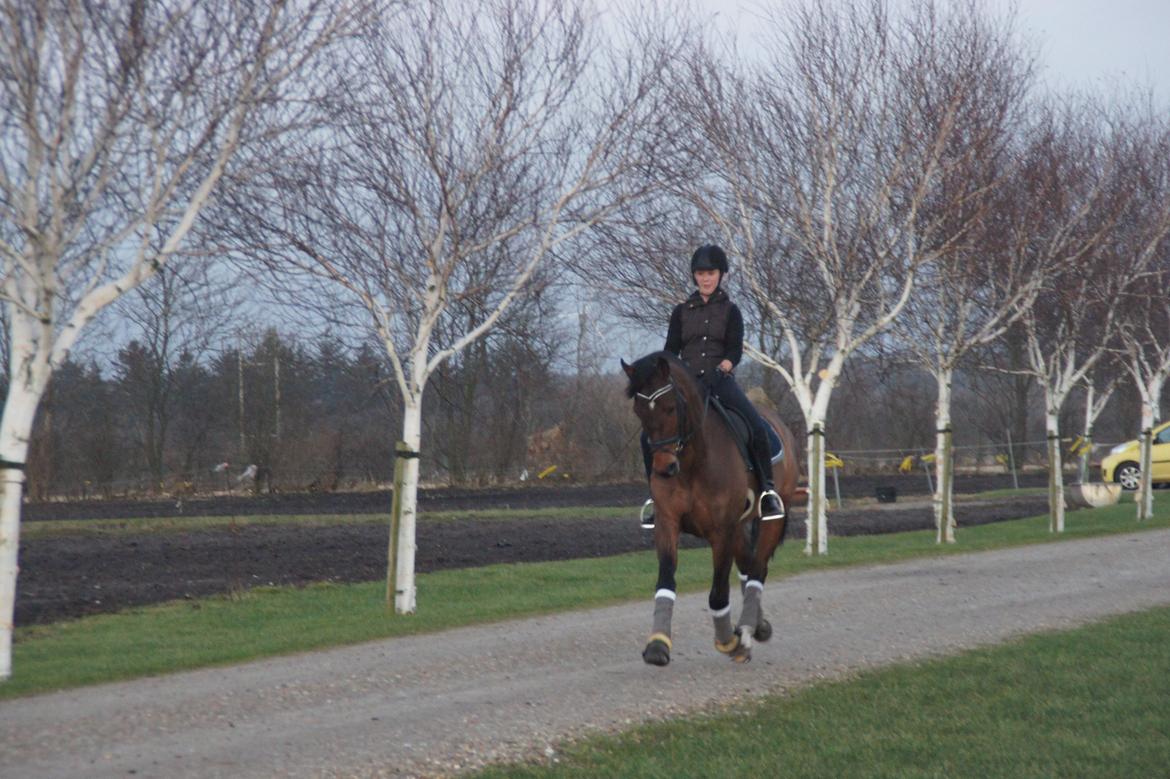 Dansk Varmblod Loui billede 6