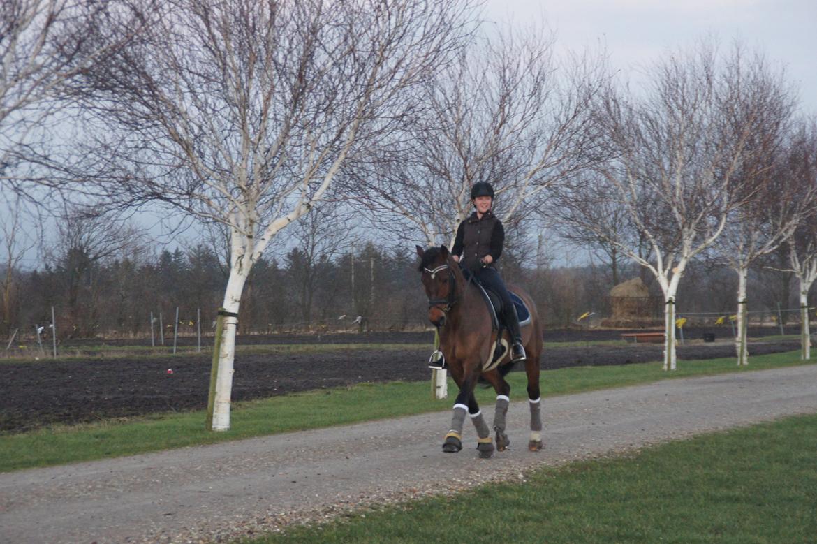 Dansk Varmblod Loui billede 7