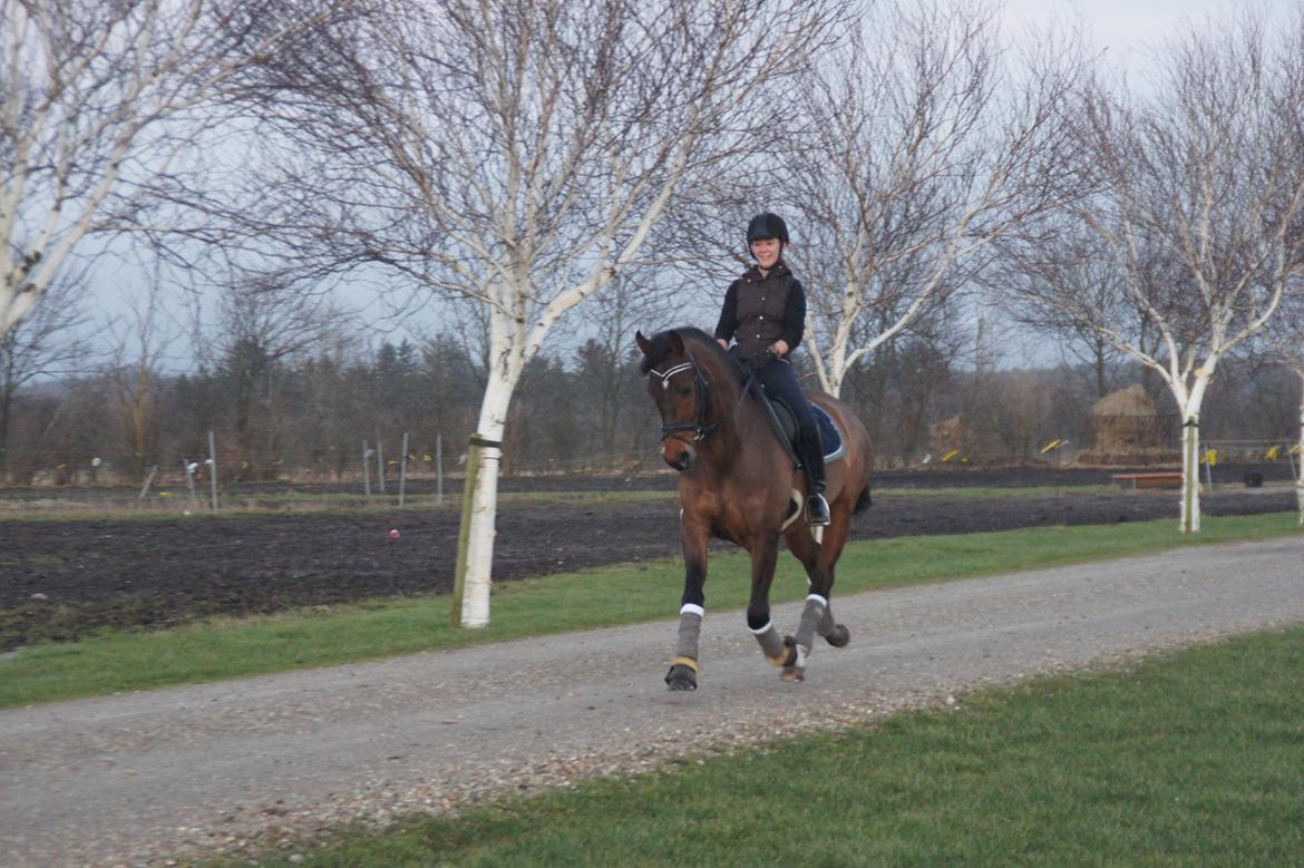 Dansk Varmblod Loui billede 8