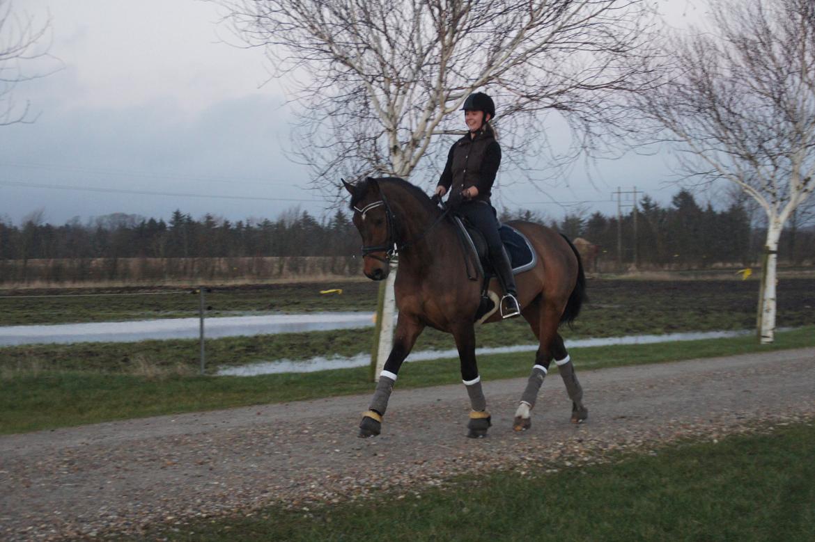 Dansk Varmblod Loui billede 9