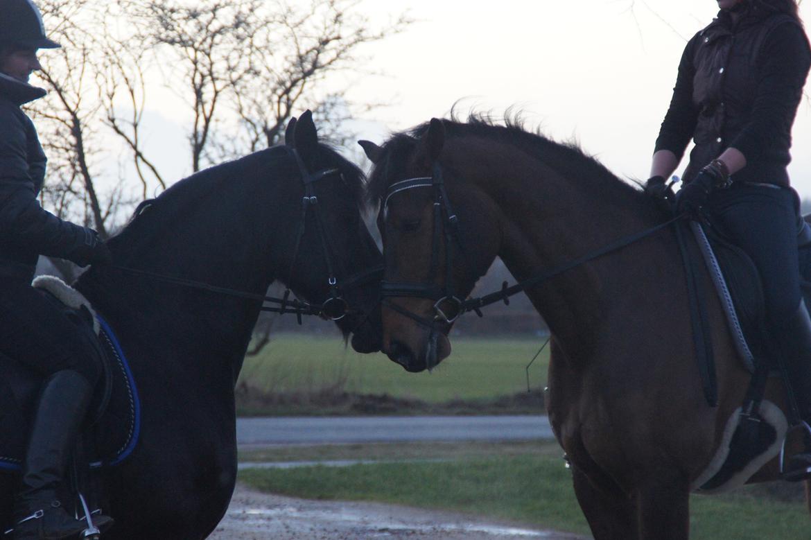 Dansk Varmblod Loui billede 10