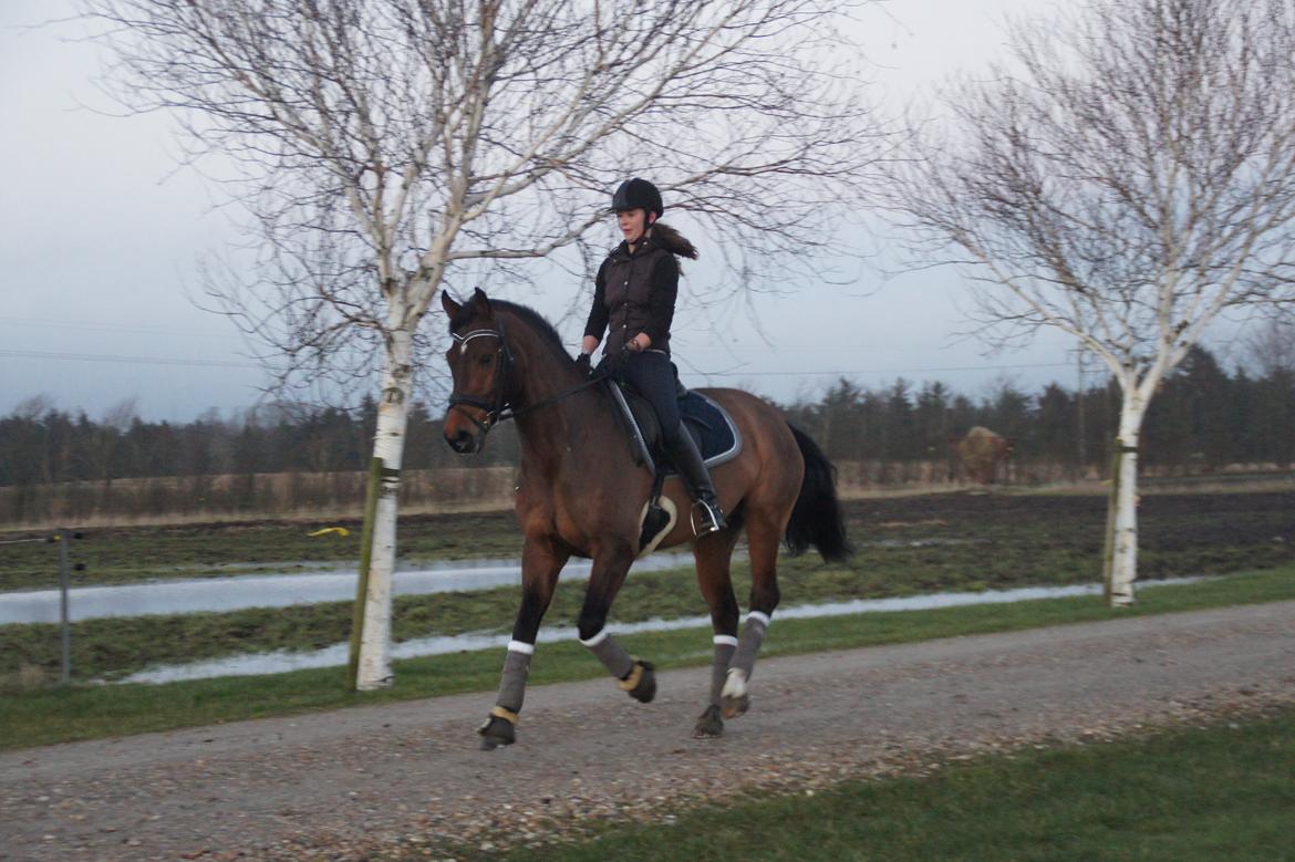 Dansk Varmblod Loui billede 11