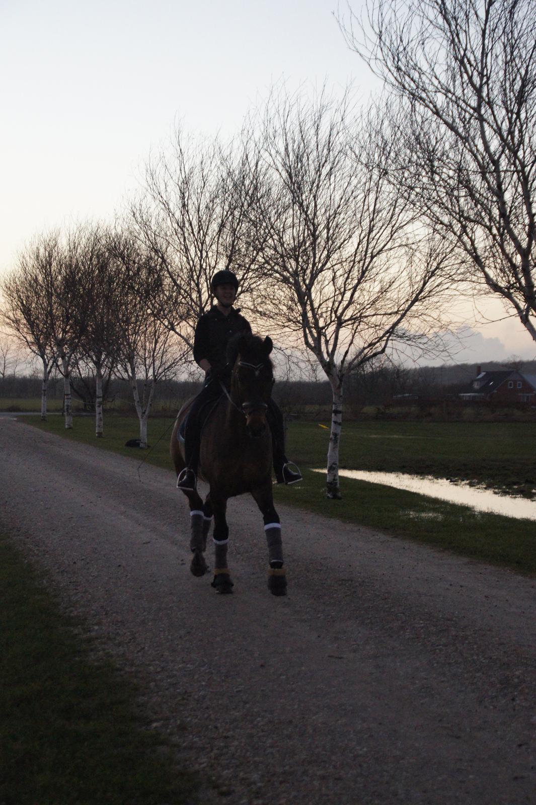 Dansk Varmblod Loui billede 2