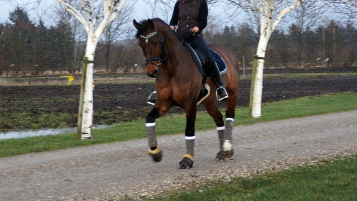 Dansk Varmblod Loui billede 13