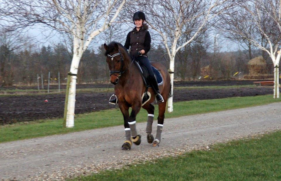 Dansk Varmblod Loui billede 14