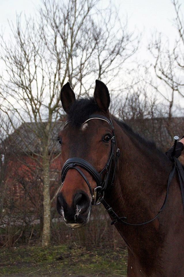 Dansk Varmblod Loui billede 12