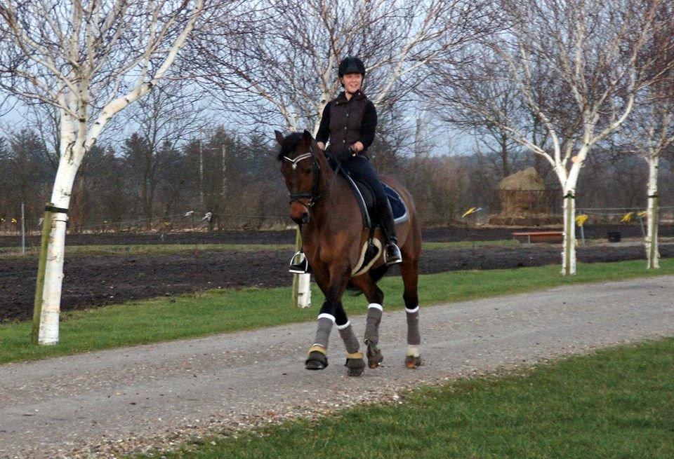 Dansk Varmblod Loui billede 16