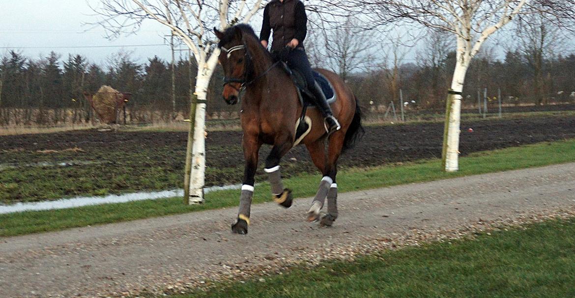 Dansk Varmblod Loui billede 17