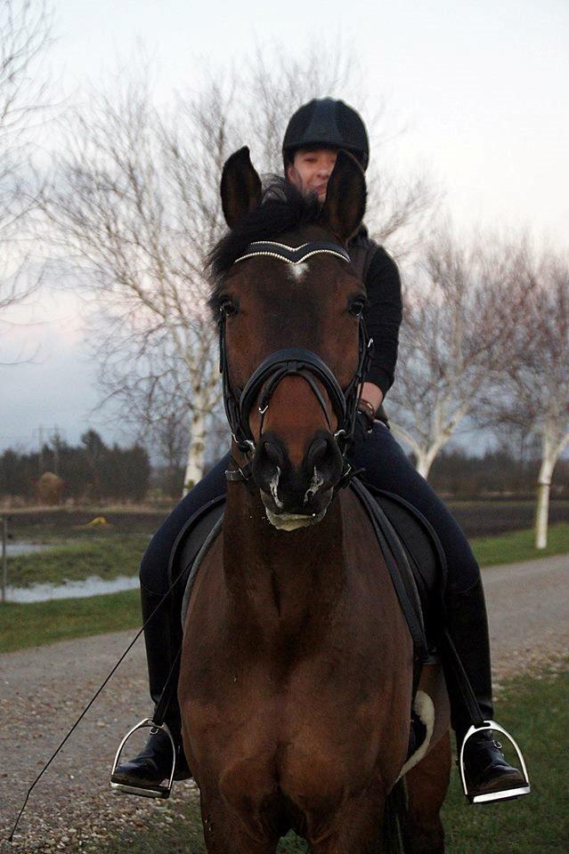 Dansk Varmblod Loui billede 15