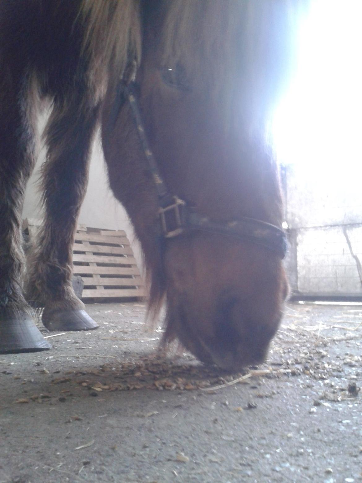 Islænder Saga billede 7