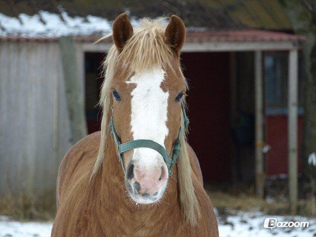 Haflinger Hajo - Smuk babypony!:) billede 2