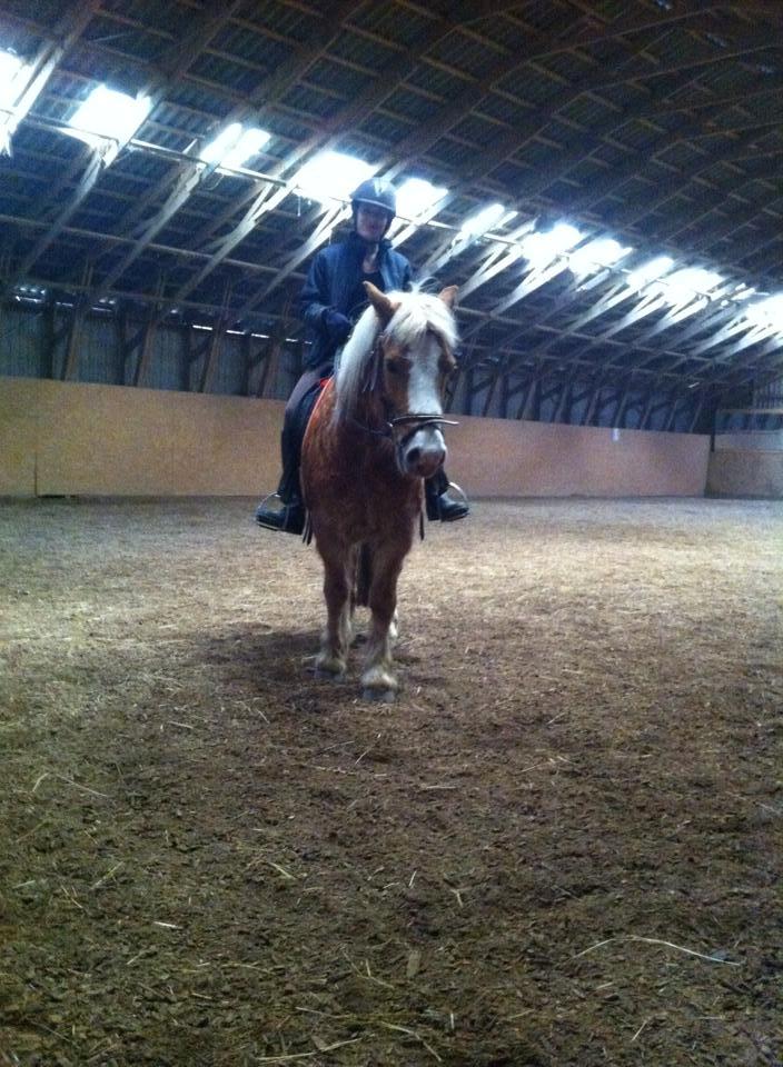 Haflinger Hajo - Jeg ligner en torsk, men bassen er da køn:P billede 3