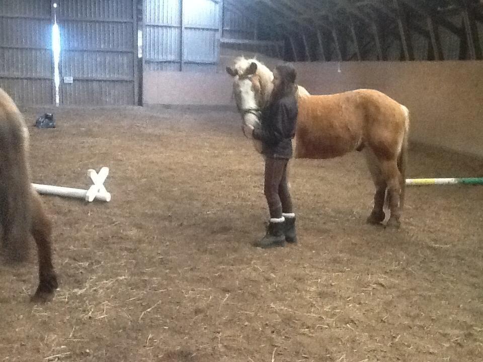 Haflinger Hajo - Snakker vidst med min veninde der:P billede 5