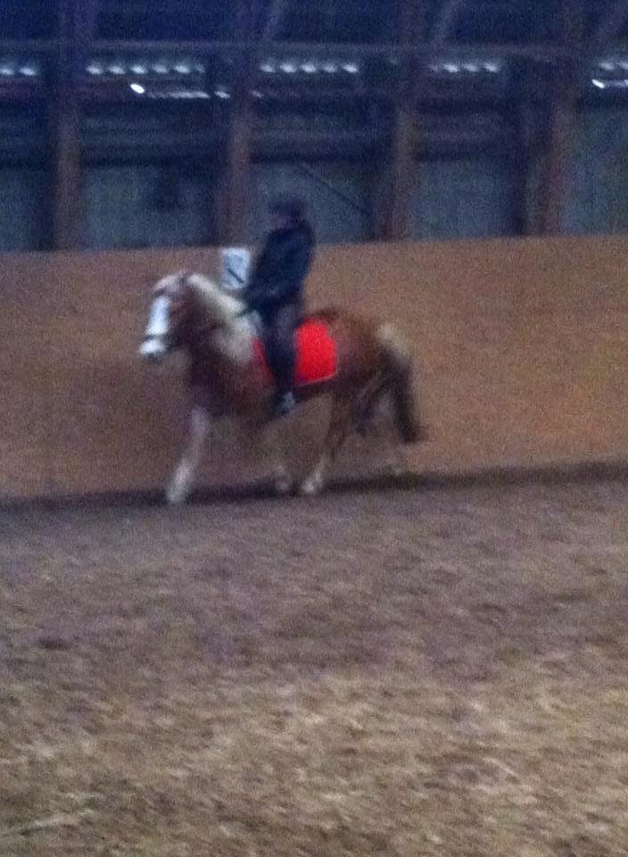 Haflinger Hajo - :) billede 8