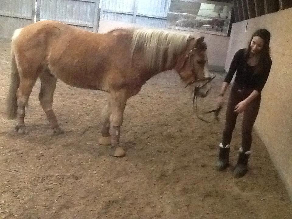 Haflinger Hajo - Ved ikke rigtigt hvad vi laver der:P billede 10