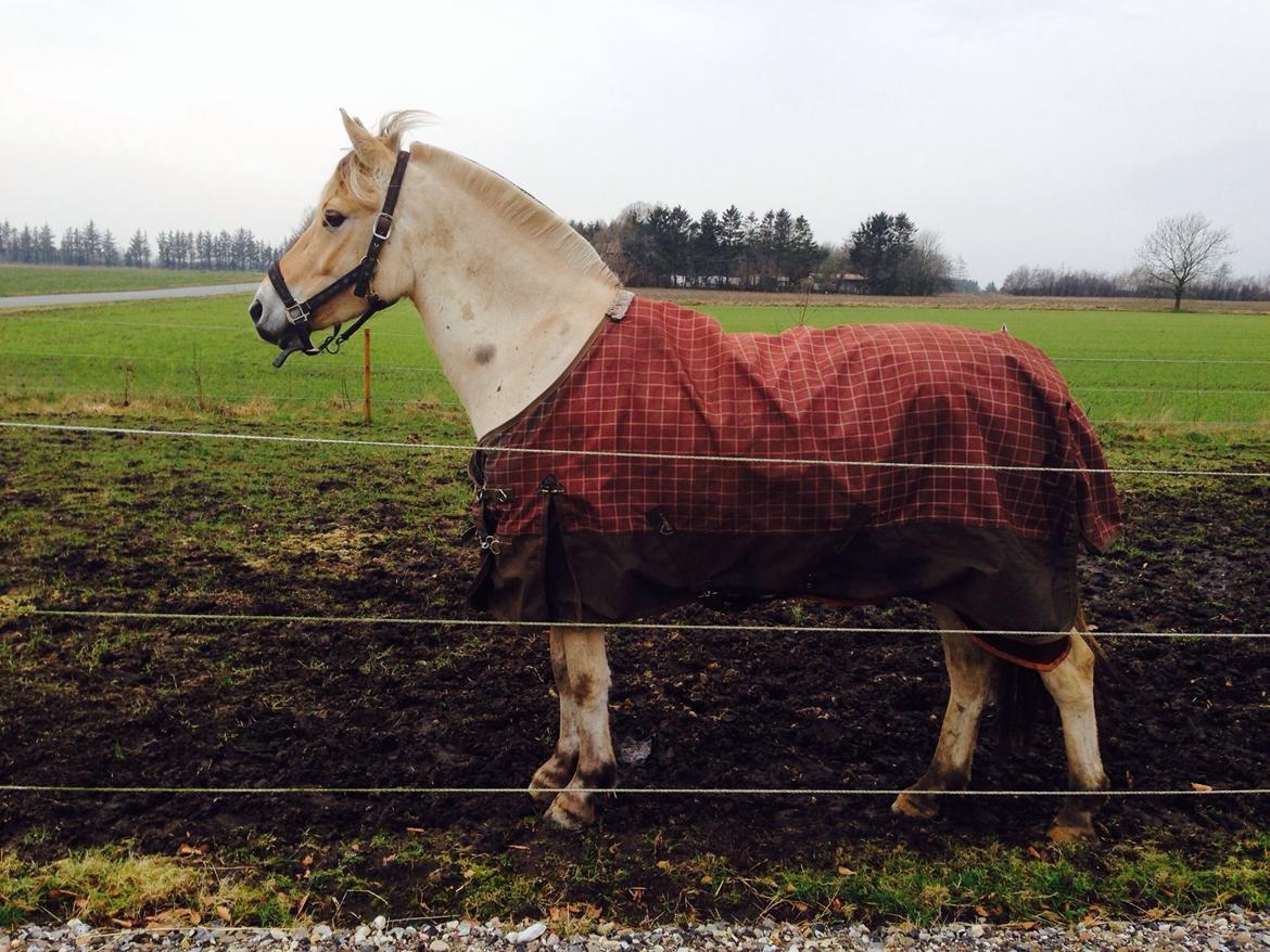 Fjordhest Broholms Marquis billede 24