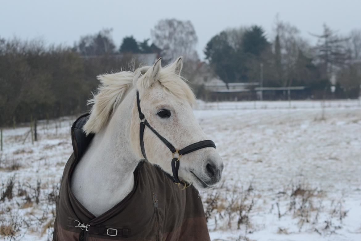 Anden særlig race Miss Dulle *Stjernepony* billede 4