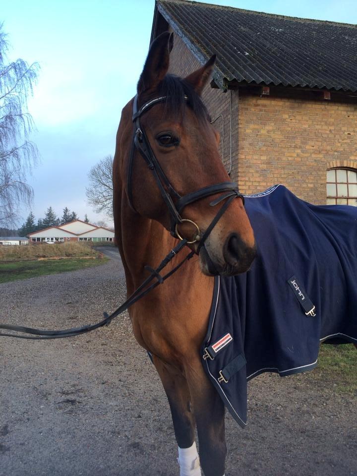 Dansk Varmblod Chico - solgt! billede 10