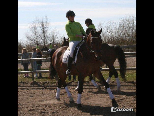 Dansk Varmblod Chico - solgt! billede 11