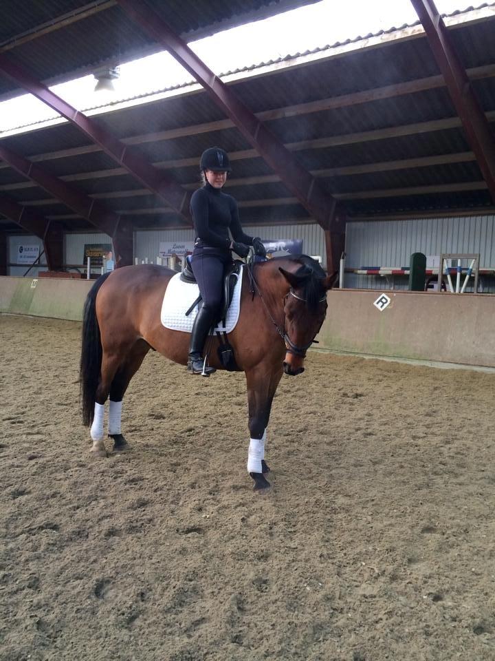 Dansk Varmblod Chico - solgt! billede 18