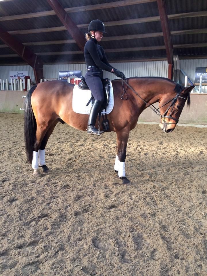 Dansk Varmblod Chico - solgt! billede 15