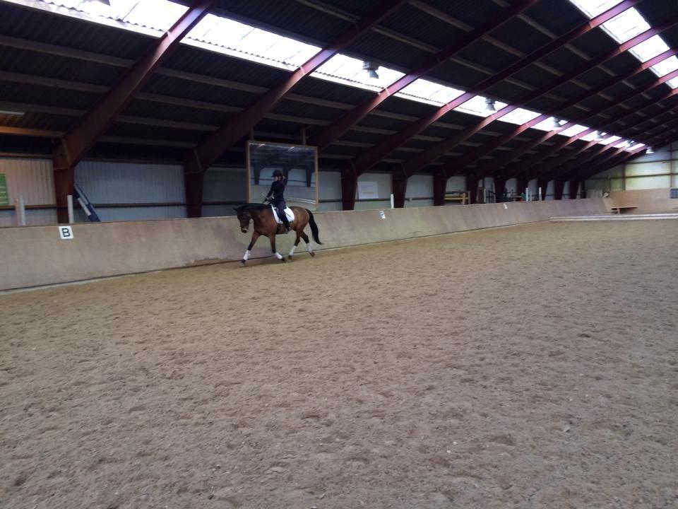 Dansk Varmblod Chico - solgt! billede 19