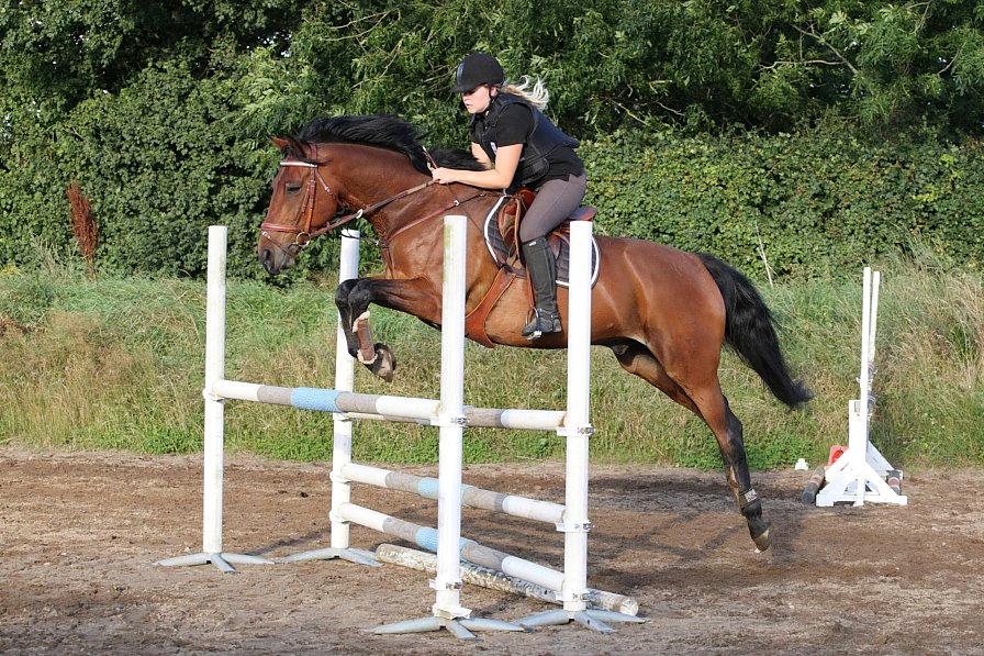 Dansk Varmblod Chico - solgt! billede 16