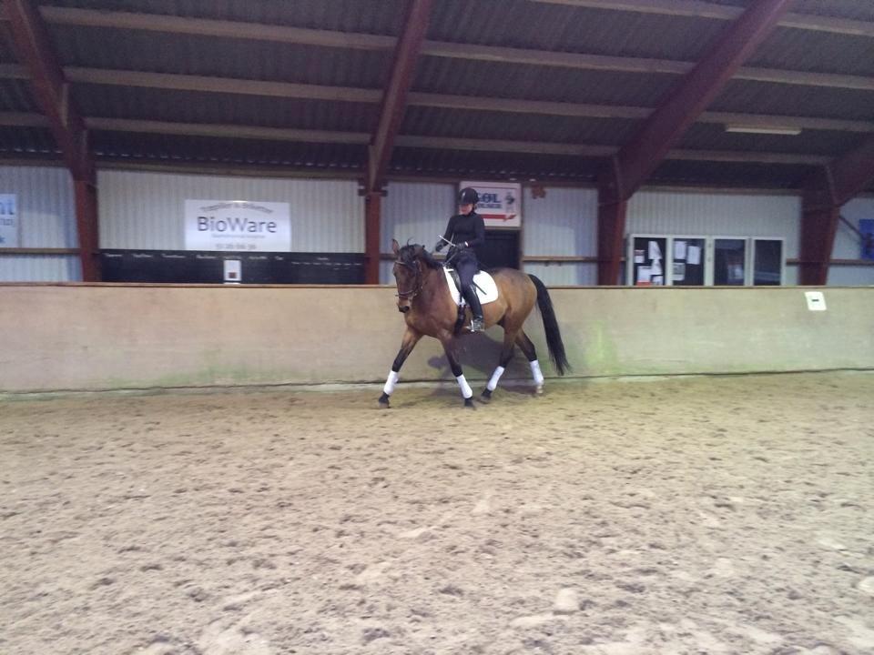 Dansk Varmblod Chico - solgt! billede 17