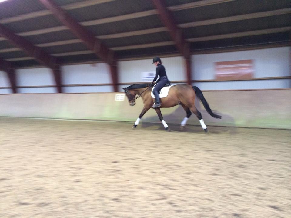 Dansk Varmblod Chico - solgt! billede 20