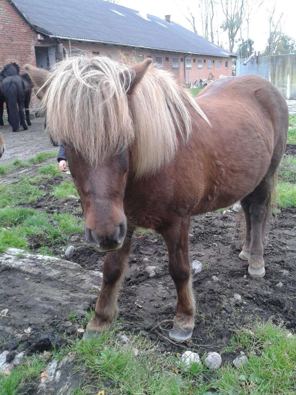 Islænder Saga billede 10