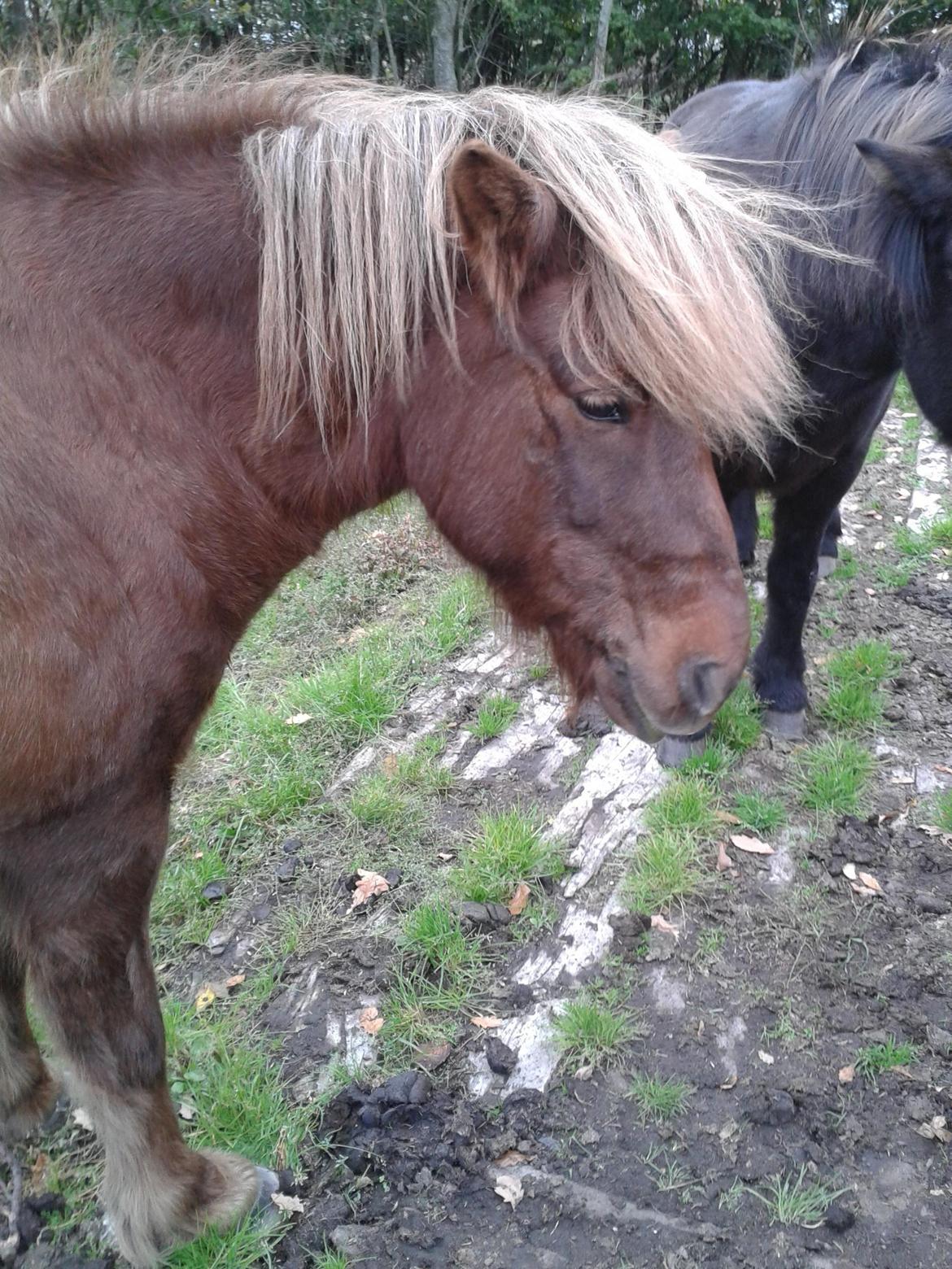 Islænder Saga billede 8