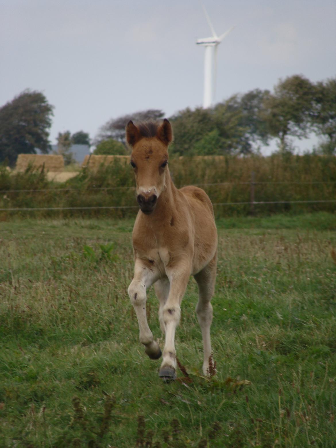 Islænder Djass fra Østervang billede 20