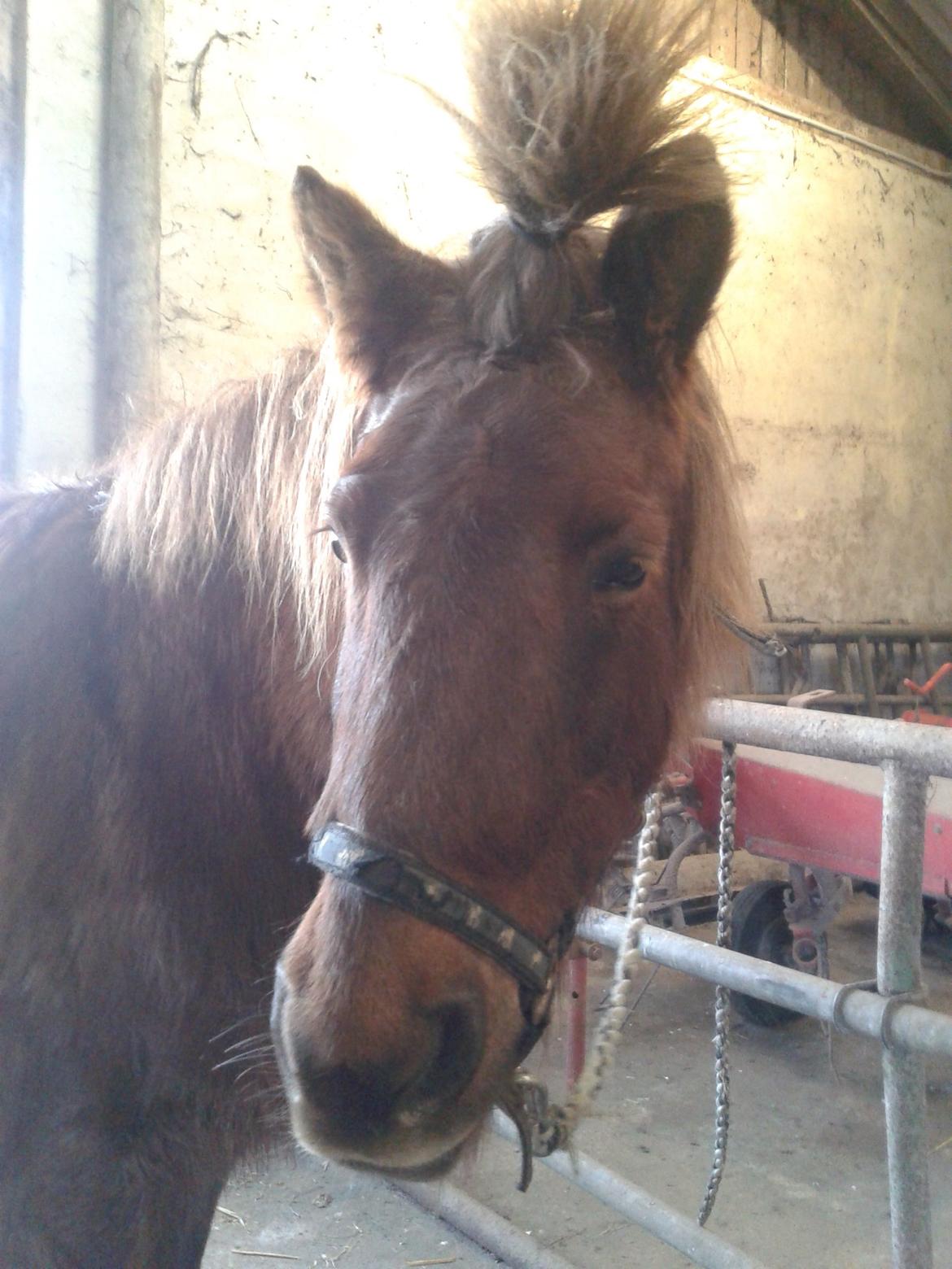 Islænder Saga billede 11