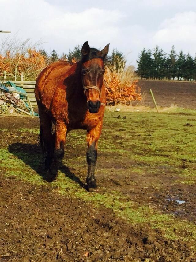 Anden særlig race Cæsar billede 2