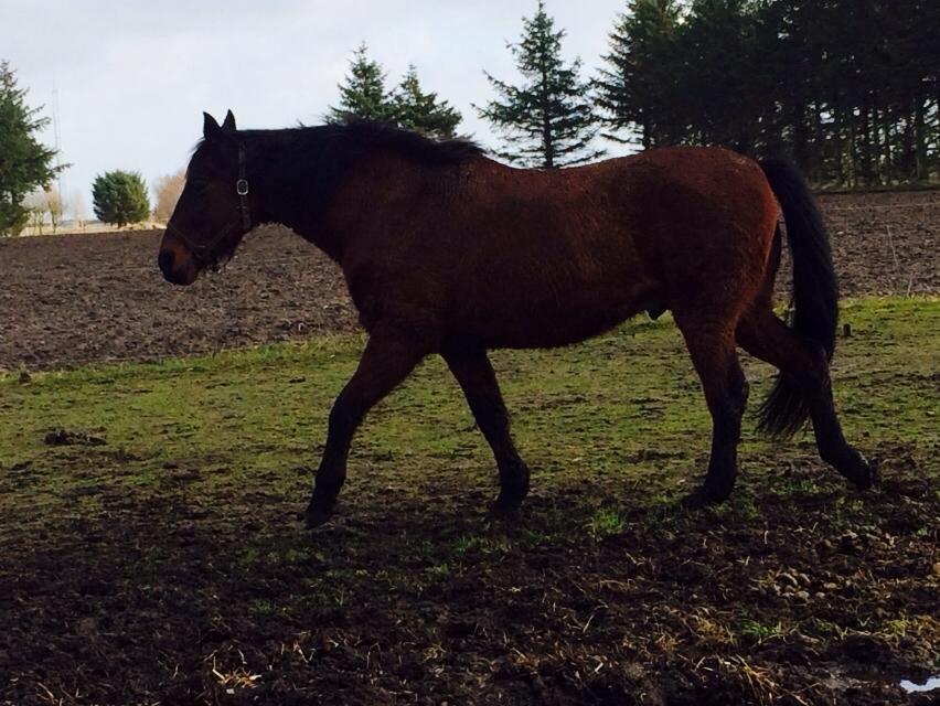 Anden særlig race Cæsar billede 4