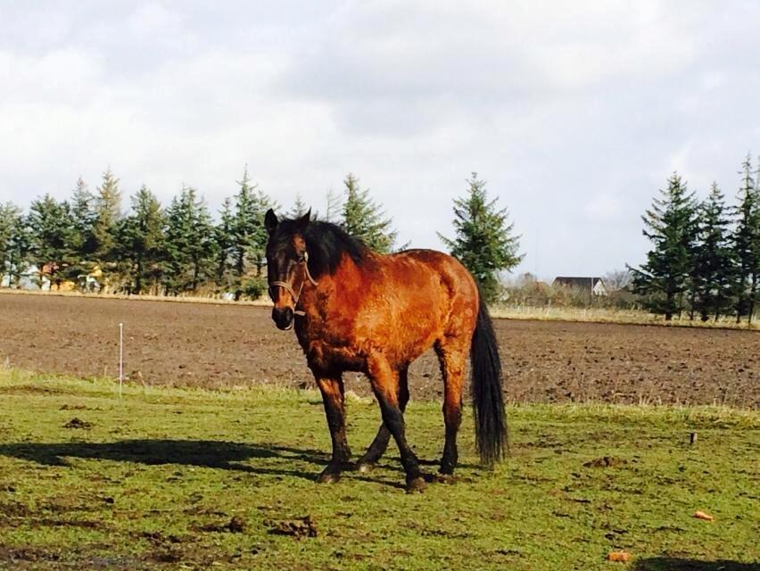 Anden særlig race Cæsar billede 5