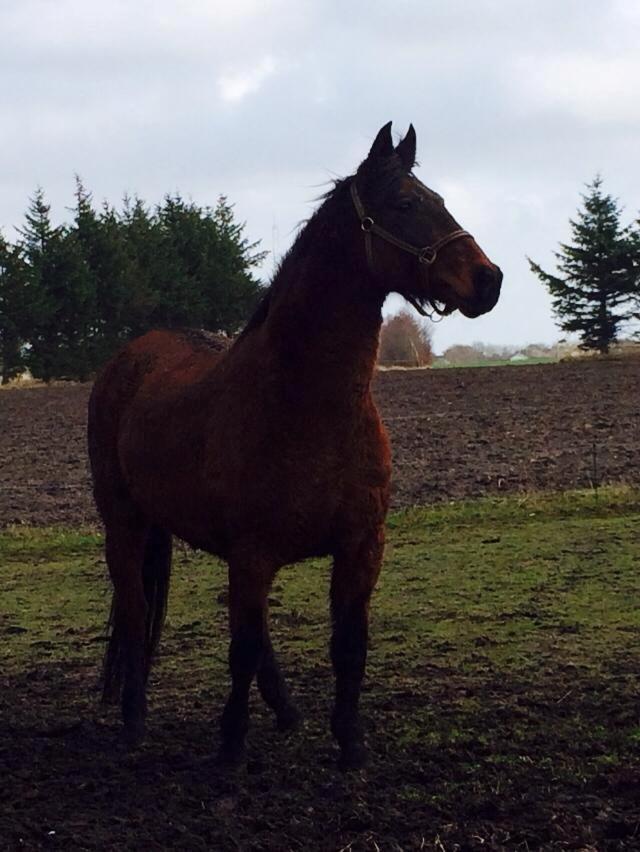 Anden særlig race Cæsar billede 7