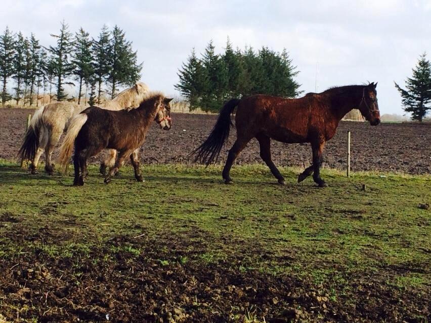Anden særlig race Cæsar billede 10