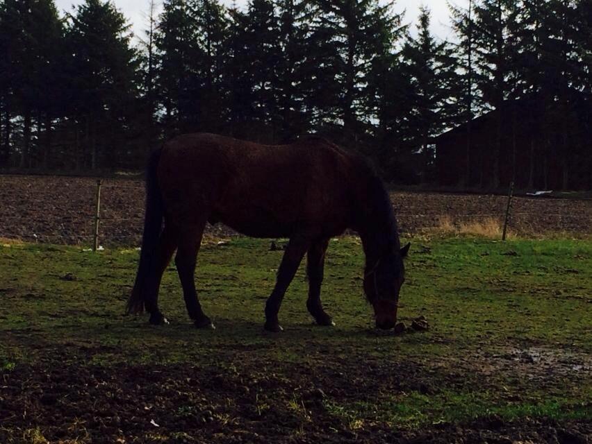 Anden særlig race Cæsar billede 12