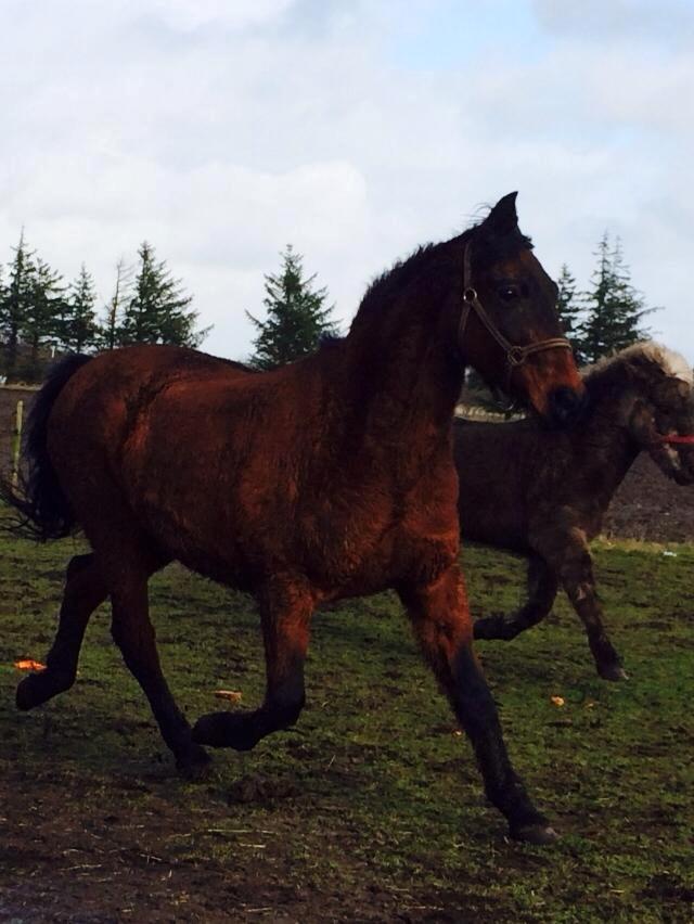 Anden særlig race Cæsar billede 13