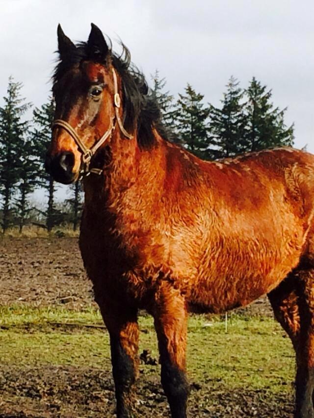 Anden særlig race Cæsar billede 14