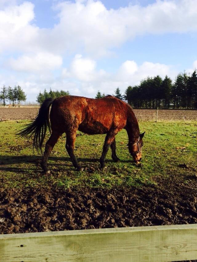 Anden særlig race Cæsar billede 11